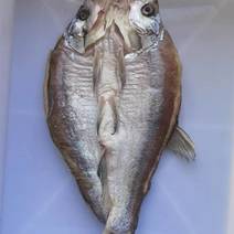 阳干鱼干大白刁翘嘴鱼鱼干自然晾晒品质保证大量供货