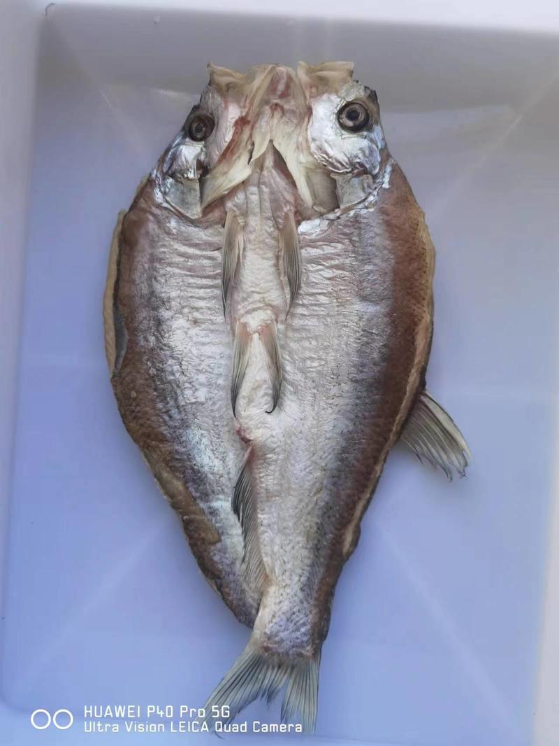 阳干鱼干大白刁翘嘴鱼鱼干自然晾晒品质保证大量供货