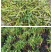 正宗霍山石斛(米斛)鲜条