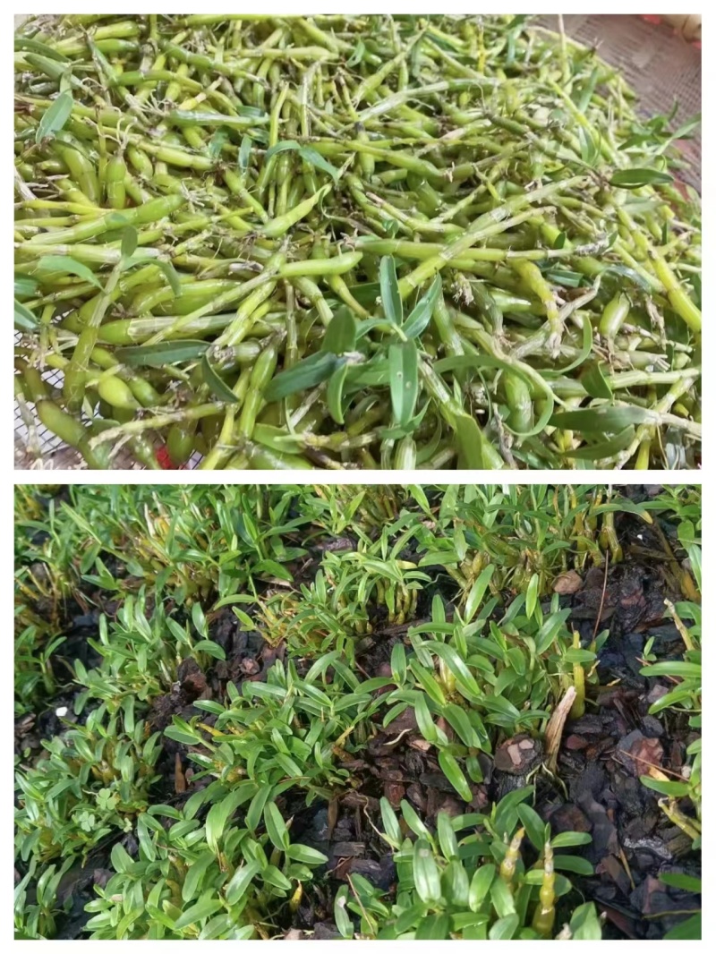 正宗霍山石斛(米斛)鲜条