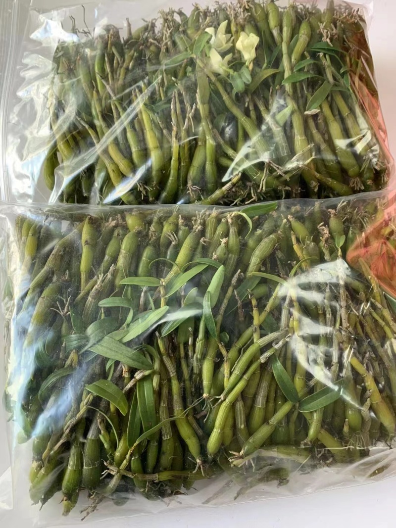 正宗霍山石斛(米斛)鲜条