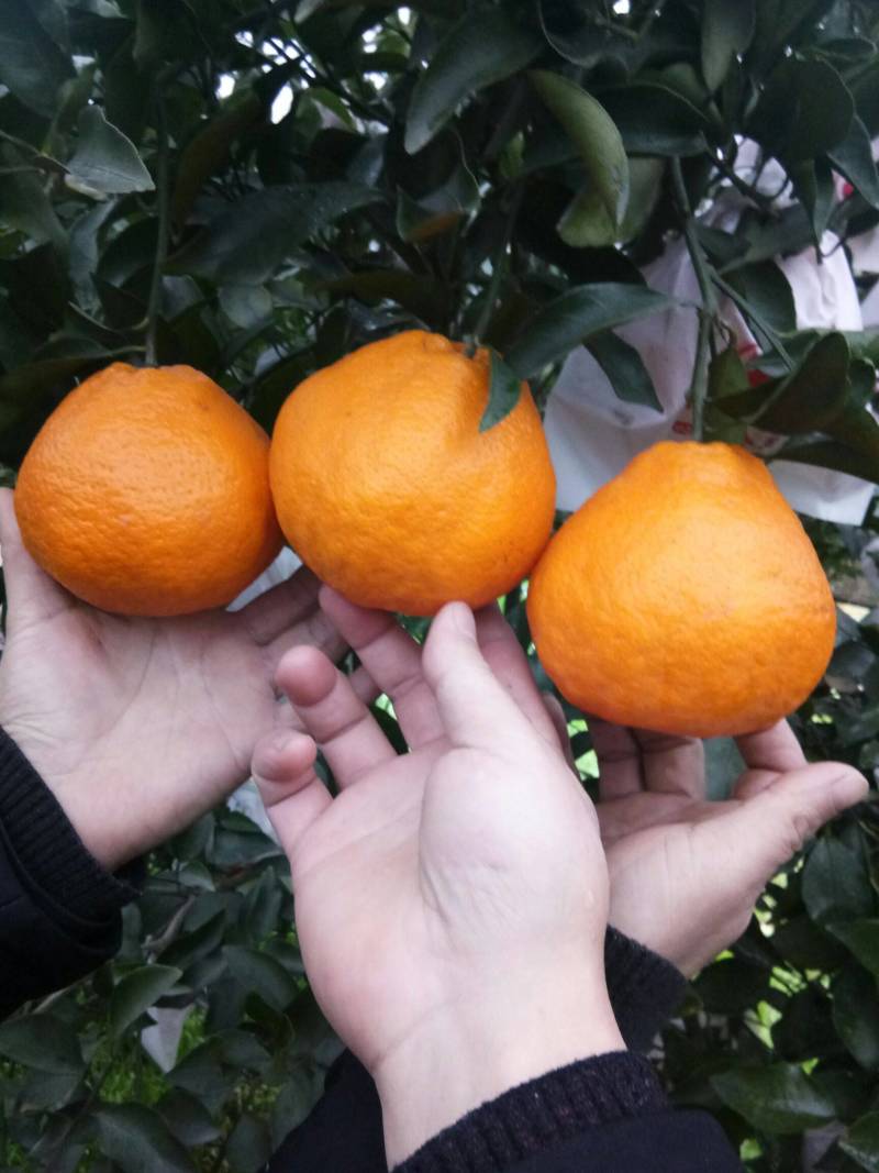 【精选】四川春见耙耙柑饱满多汁产地直供现货批发