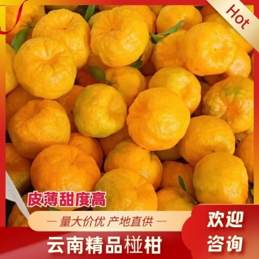 优选精品椪柑橘子产地直供量大价优可视频看货欢迎咨询