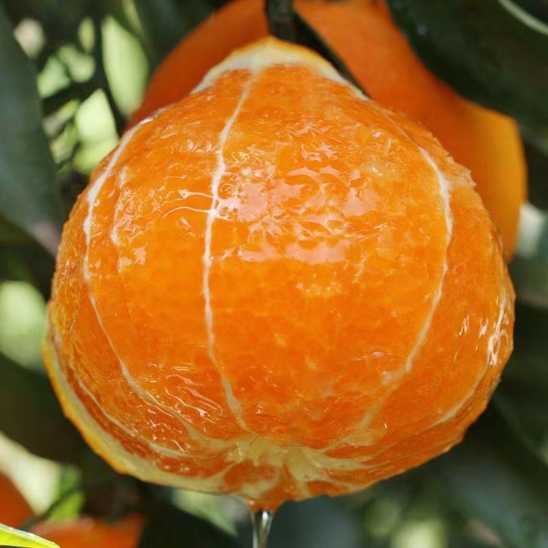 四川果冻橙爱媛橙大量上市中产地直发品质保证欢迎来电咨询