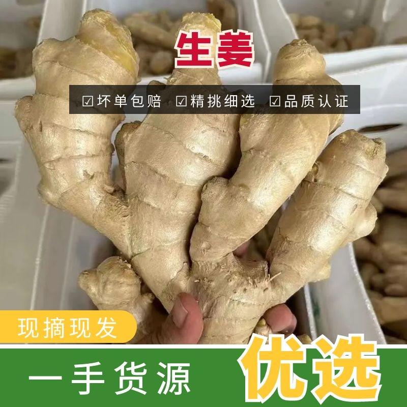 【精品】新鲜生姜大黄姜一手货源大量批发全国发货