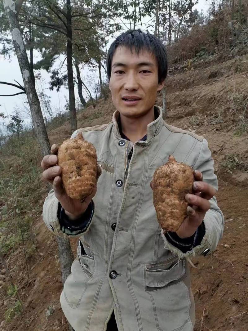 【热卖】昭通小草坝天麻礼盒装一盒5斤种植基地现挖现发