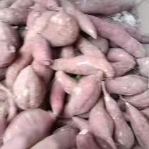 西瓜红红薯精品货源徐州发货实力代办一条龙服务来电洽谈