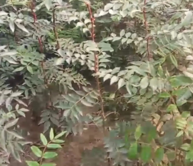 正宗泰山大红袍花椒苗，子粒饱满，皮厚麻香浓郁适中