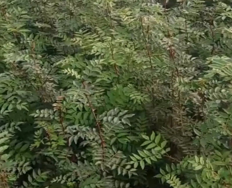 正宗泰山大红袍花椒苗，子粒饱满，皮厚麻香浓郁适中
