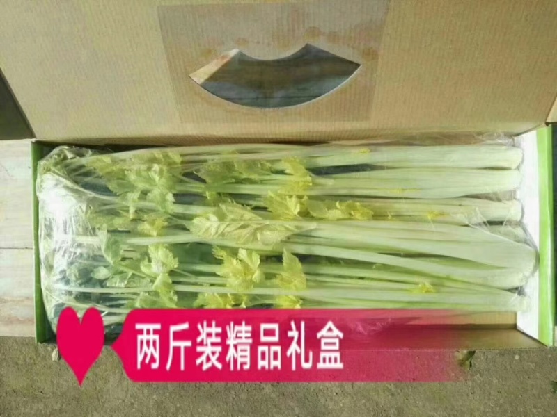 马家沟芹菜60cm新鲜芹菜嫩芯价格优惠对接星级酒店商超