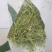 天津港苜蓿美草西草价格优惠可现场看货欢迎老板来电