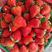 【红颜草莓】蚌埠精品草莓大量上市基地直供规格齐全有需详谈
