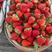 【红颜草莓】蚌埠精品草莓大量上市基地直供规格齐全有需详谈