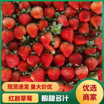 【精品】红颜草莓基地大量供应现摘先发品质保证详谈视频看货