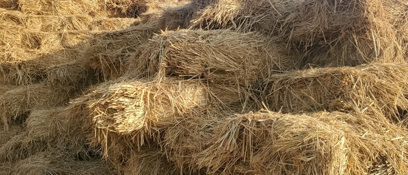 天津小捆治沙稻草基地直发大量有货可视频看货