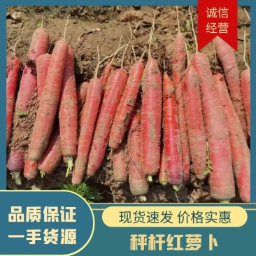 大荔秤杆红萝卜、带土/水洗秤杆红萝卜，袋装批发对接整车走货