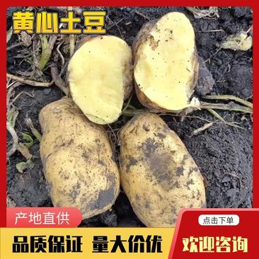 内蒙古黄心土豆一手货源场地直发可以视频看货