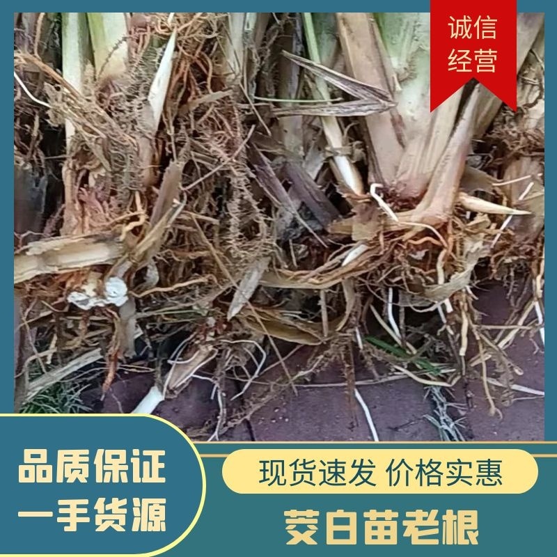 茭白苗老根专育培育新田美人茭白种老根纯度高，品质好，产量