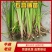 野生石菖蒲苗大量有货，要的老板联系啦