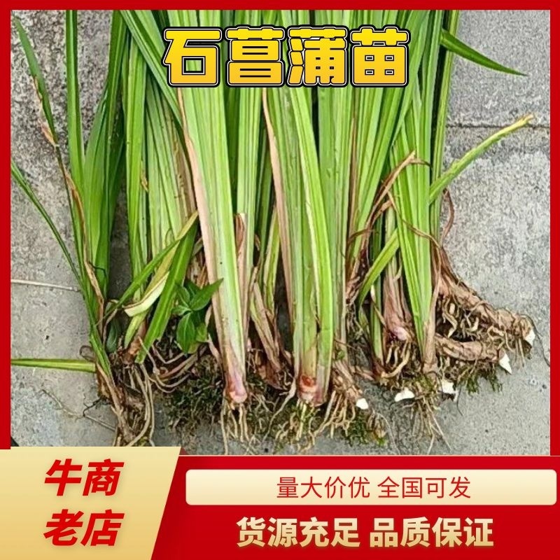 野生石菖蒲苗大量有货，要的老板联系啦