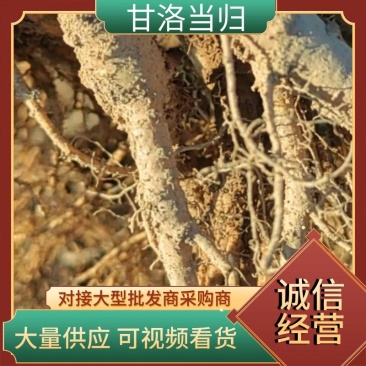 【推荐】当归，四川大凉山高海拔新鲜甜当归
