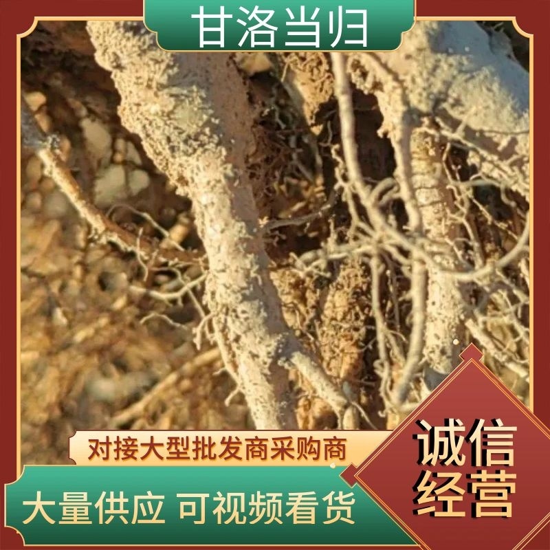 【推荐】当归，四川大凉山高海拔新鲜甜当归