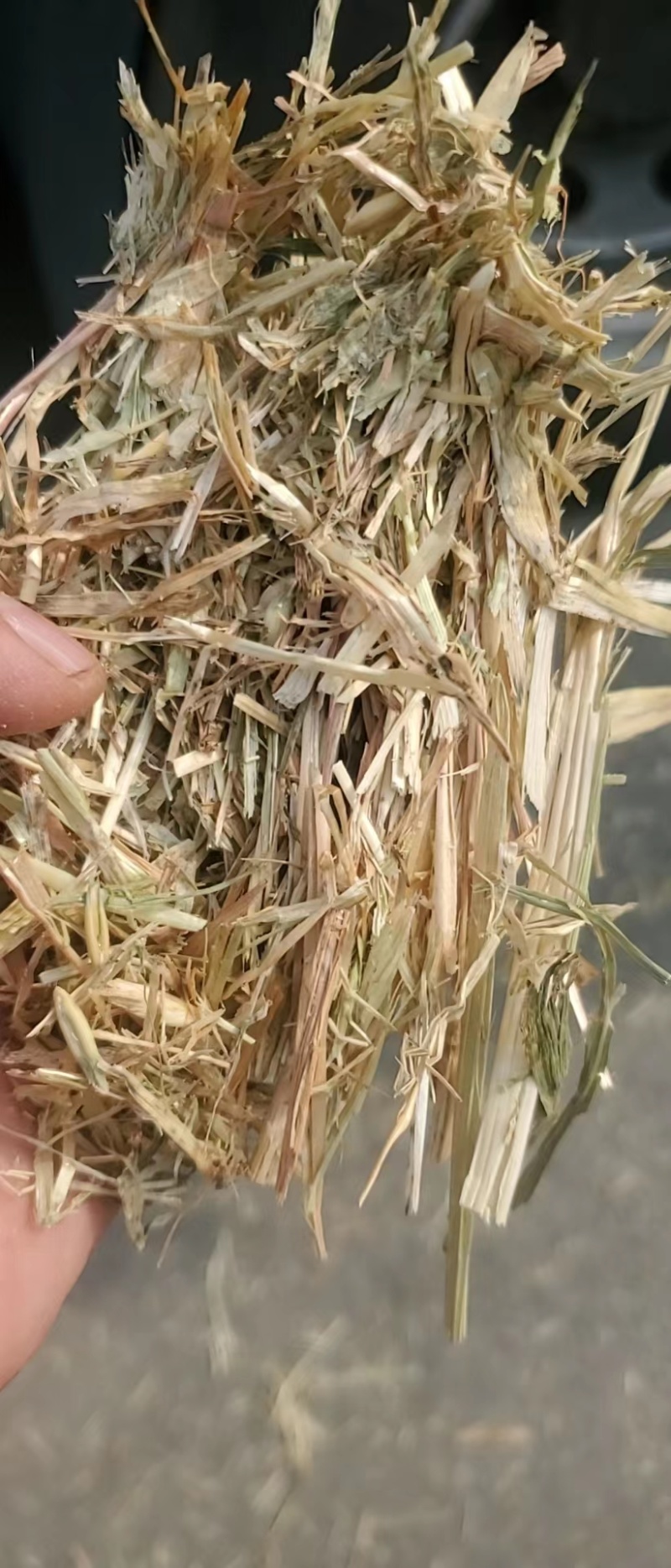 天津港JCT燕麦草基地直发大量有货诚信经营可视频看货