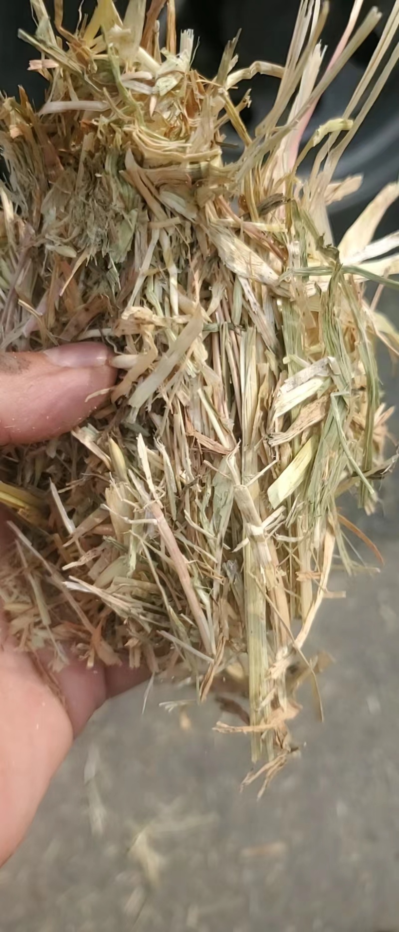 天津港JCT燕麦草基地直发大量有货诚信经营可视频看货