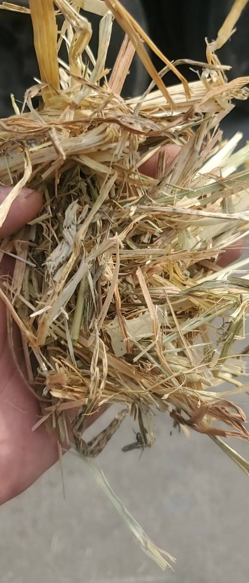 天津港JCT燕麦草基地直发大量有货诚信经营可视频看货