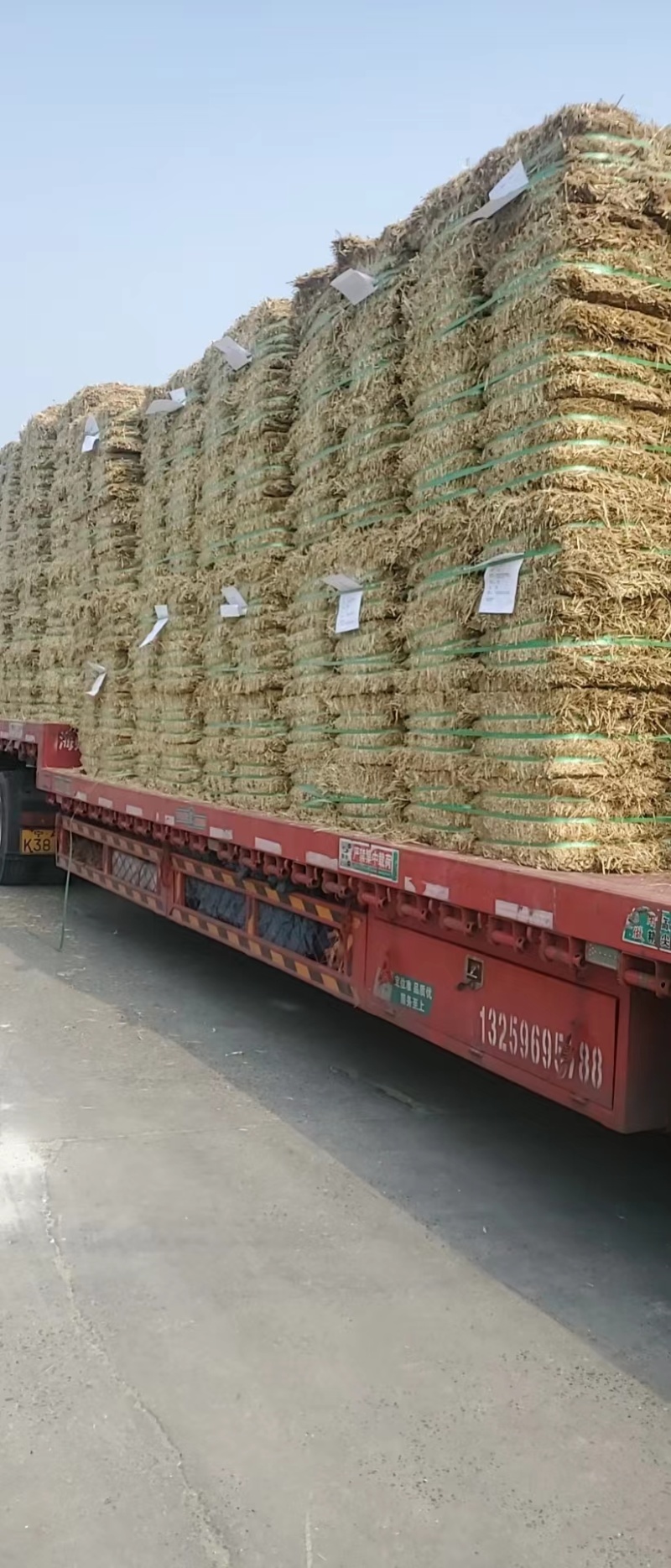 天津港JCT燕麦草基地直发大量有货诚信经营可视频看货