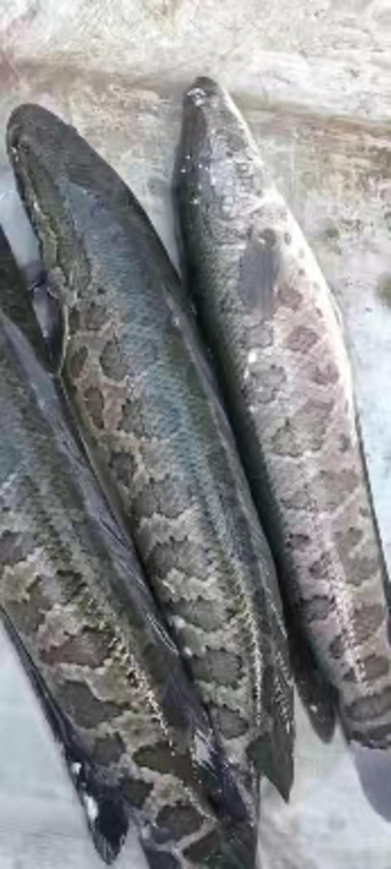 安徽黑鱼鲜活捕捞营养价值高基地直发品质保证欢迎咨询
