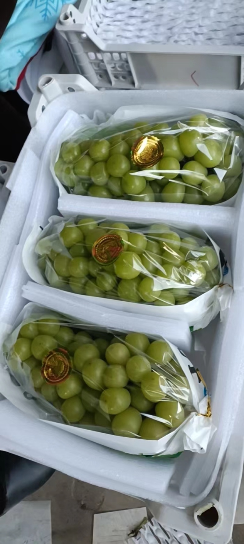 河北产地阳光玫瑰葡萄，大量上市中，品质好，可视频验货