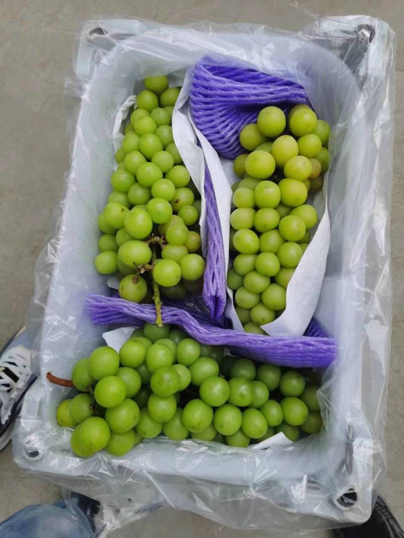 河北产地阳光玫瑰葡萄，大量上市中，品质好，可视频验货