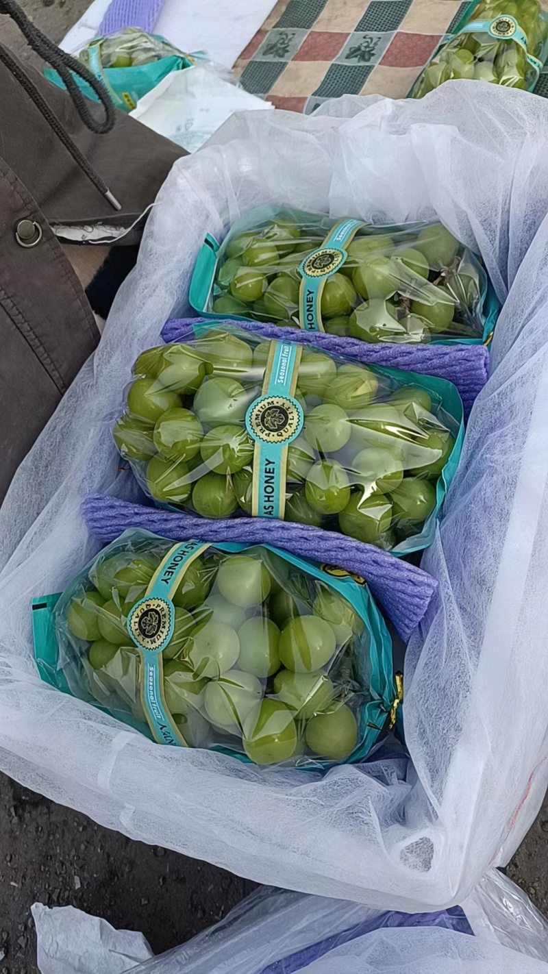 河北产地阳光玫瑰葡萄，大量上市中，品质好，可视频验货