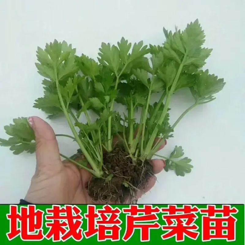 西芹苗，产地直发，货源充足，量大从优，欢迎来电咨询