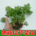 西芹苗，产地直发，货源充足，量大从优，欢迎来电咨询