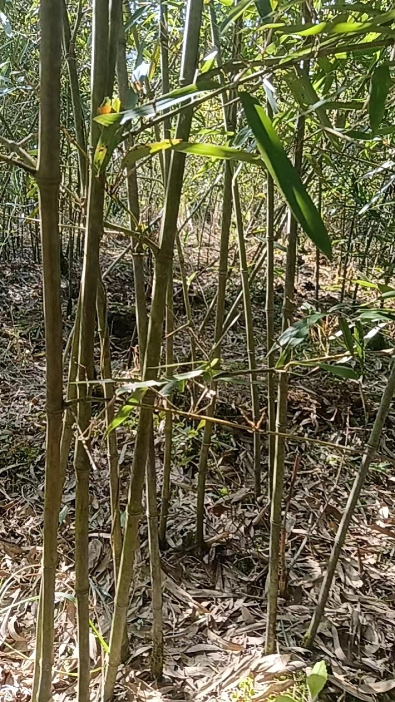 竹竿蔬菜竹竿架子大量供应实心结实可视频看货供全国渠道