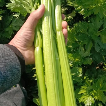 【热卖西芹】西芹河南郸城产地直供新鲜采摘可视频拿货电联优