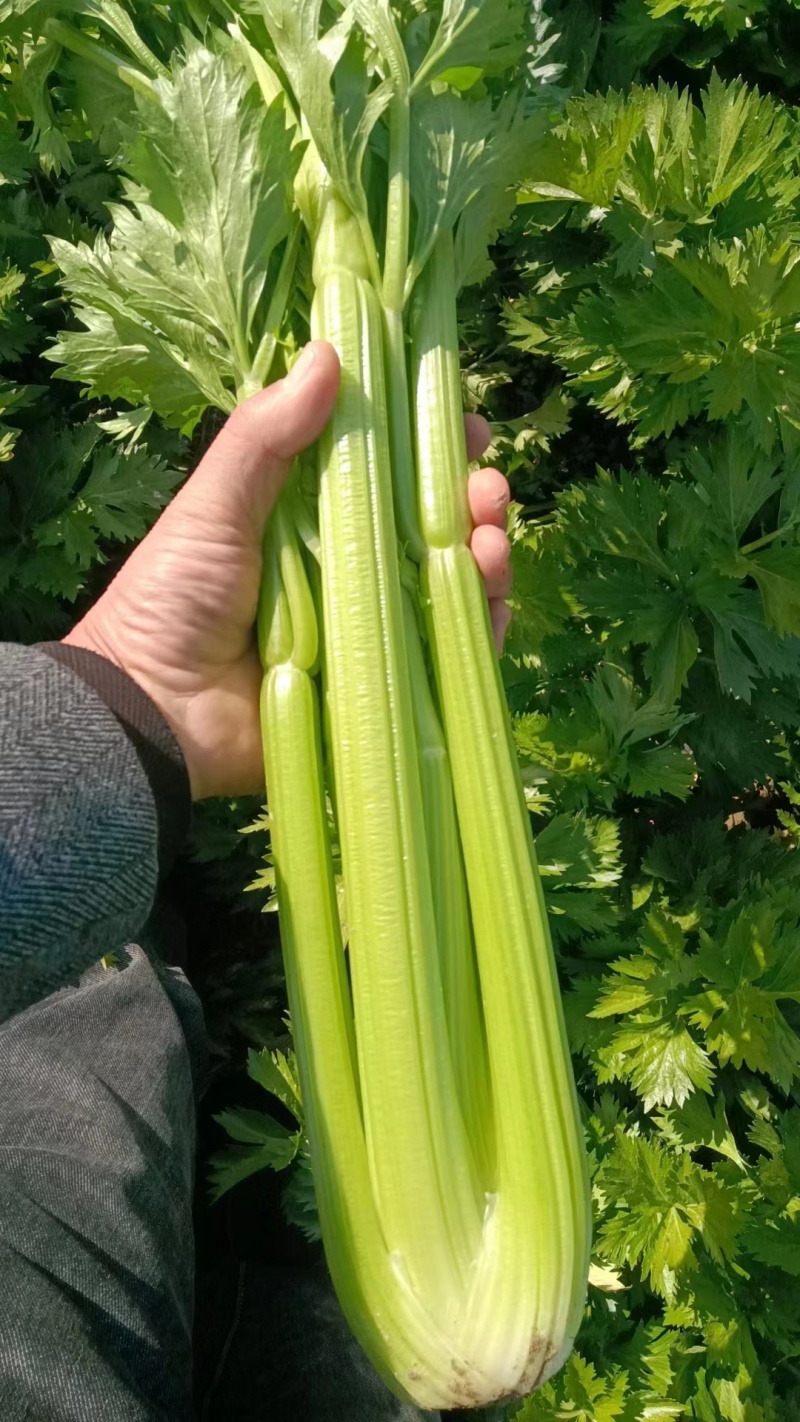 【热卖西芹】西芹河南郸城产地直供新鲜采摘可视频拿货电联优