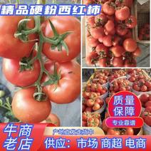 山东优质硬粉西红柿大量上市价格便宜质量好，欢迎新老客户前来选