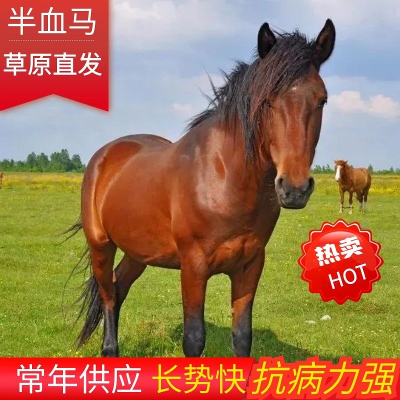 【马】半血马内蒙草原放养马一手货源无中间商提供技术