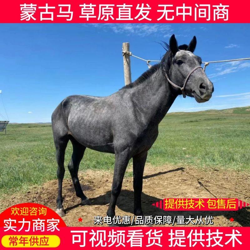 【马】蒙古马草原直发可视频看货提供技术包售后