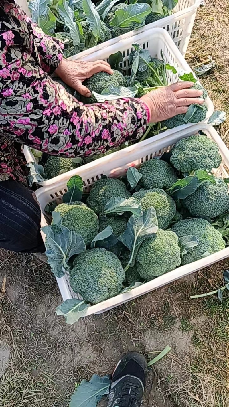 【精选】优质供货电商，耐寒炎秀西兰花，湖北荆门，量大价优