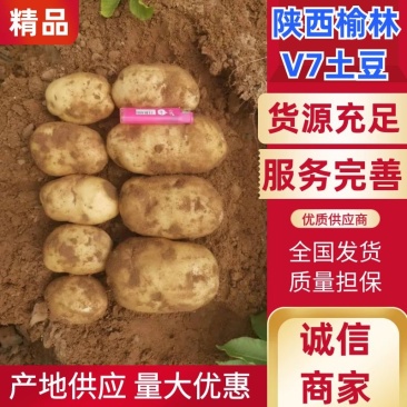 陕西省榆林市靖边县v7土豆货量大按需分拣打包全国能发薯形