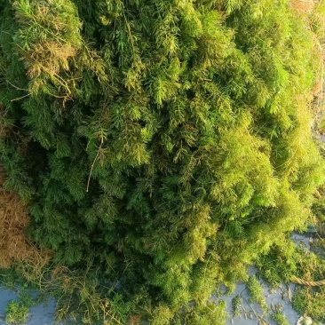 山东水草金鱼藻水生沉水植物，质量保证产地直发，可视频看货