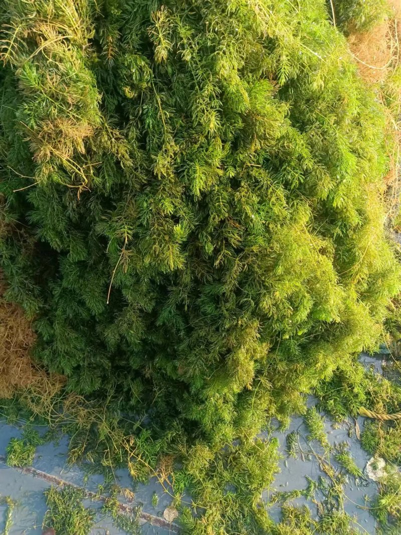 山东水草金鱼藻水生沉水植物，质量保证产地直发，可视频看货