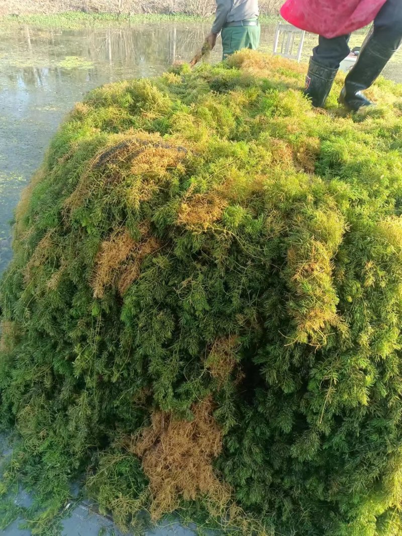山东水草金鱼藻水生沉水植物，质量保证产地直发，可视频看货