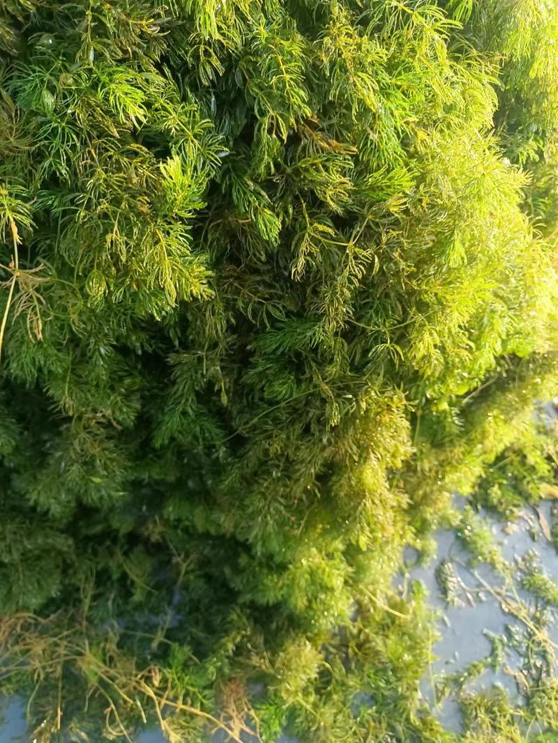 山东水草金鱼藻水生沉水植物，质量保证产地直发，可视频看货