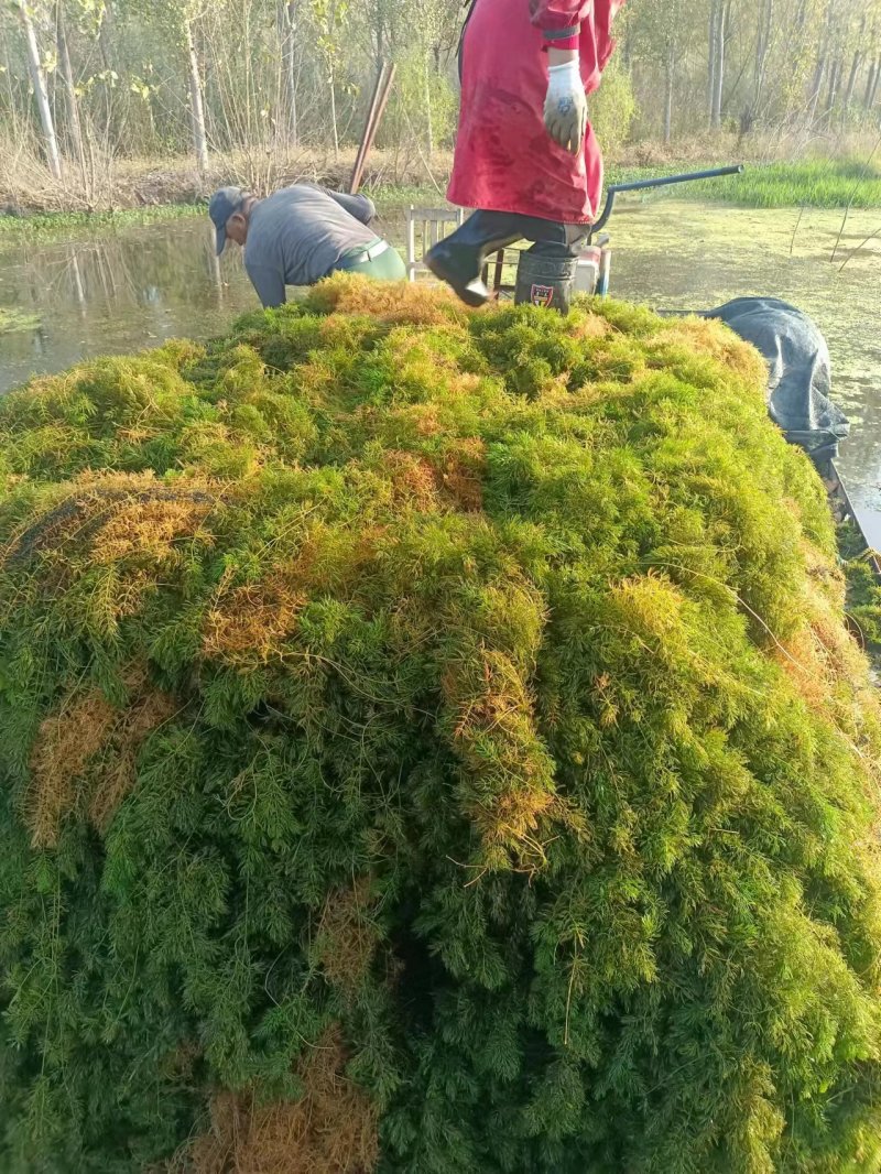 山东水草金鱼藻水生沉水植物，质量保证产地直发，可视频看货