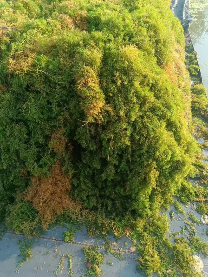 山东水草金鱼藻水生沉水植物，质量保证产地直发，可视频看货